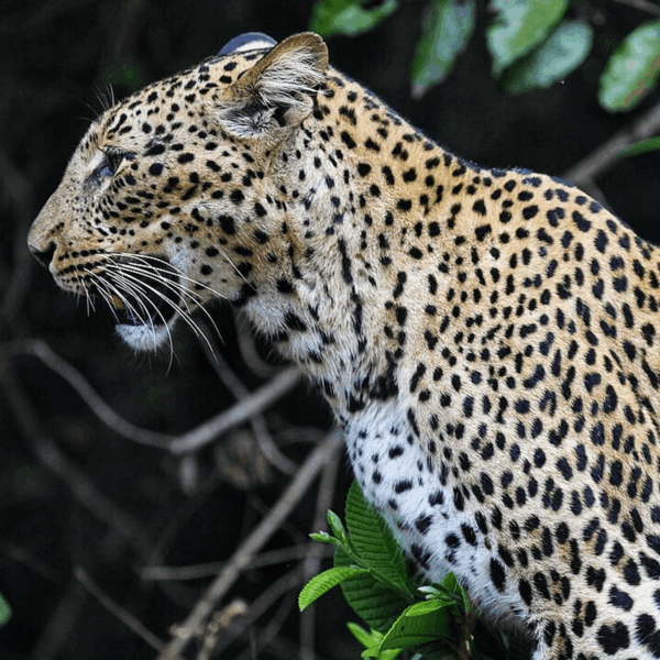 Wild Tracks to White Sands | 7-Nights of indulgence from Wild savannahs to Pristine Indian Ocean sands.