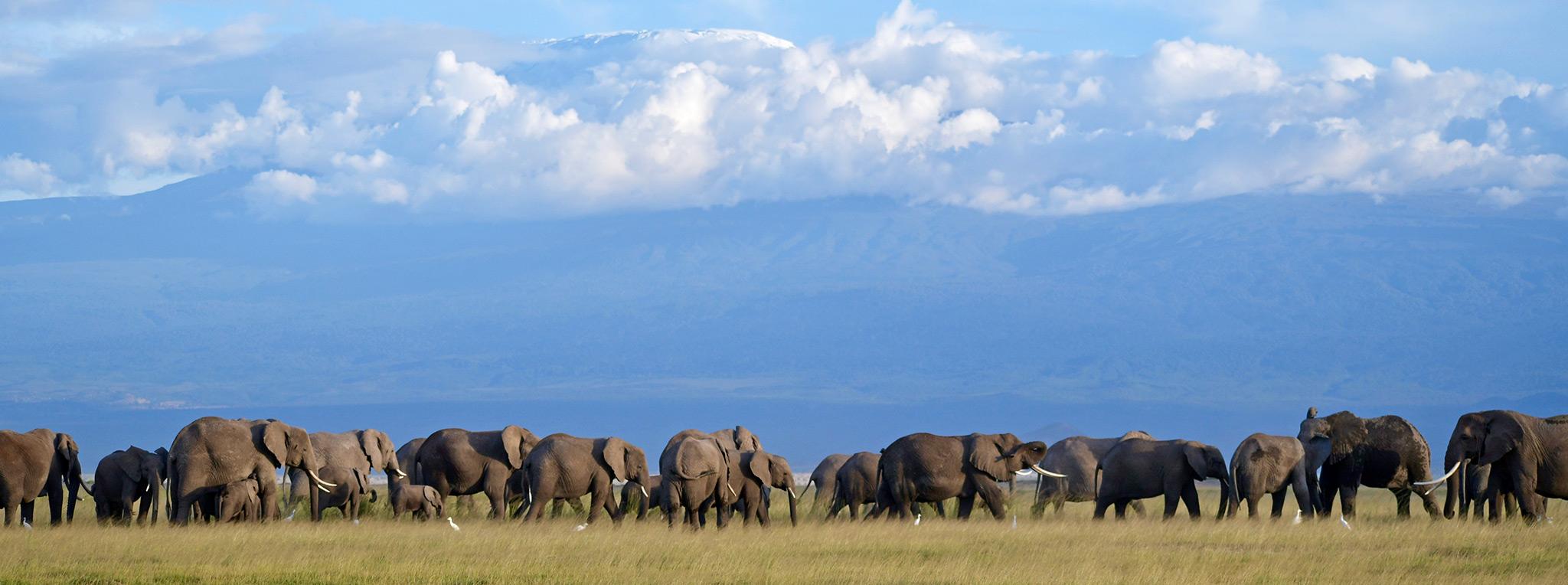 7-Days of Southern Kenya Safari & Beach Escape Combo.