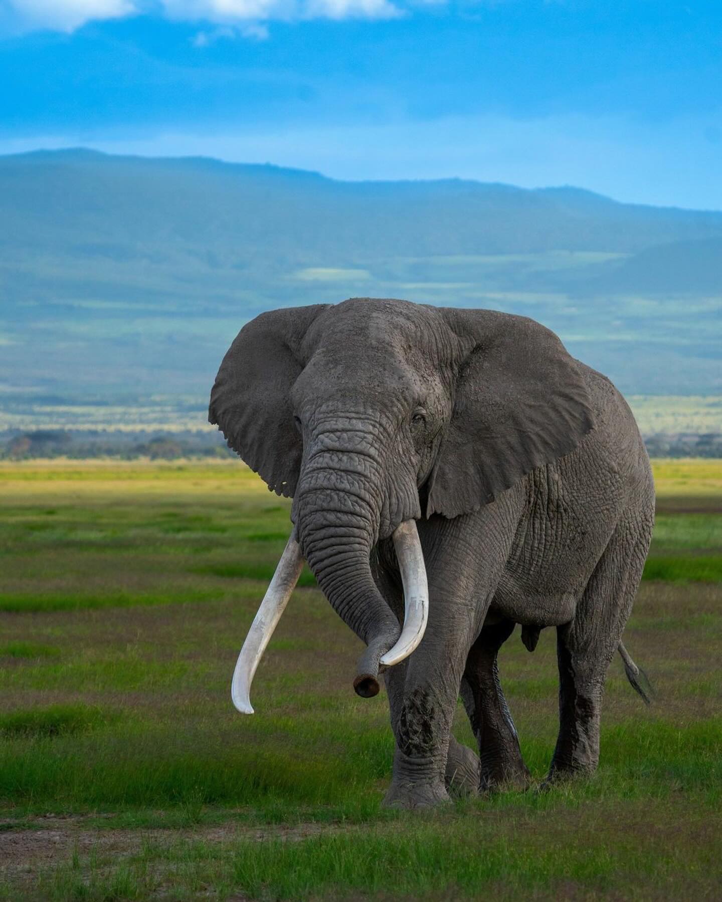 7-Days of Southern Kenya Safari & Beach Escape Combo.