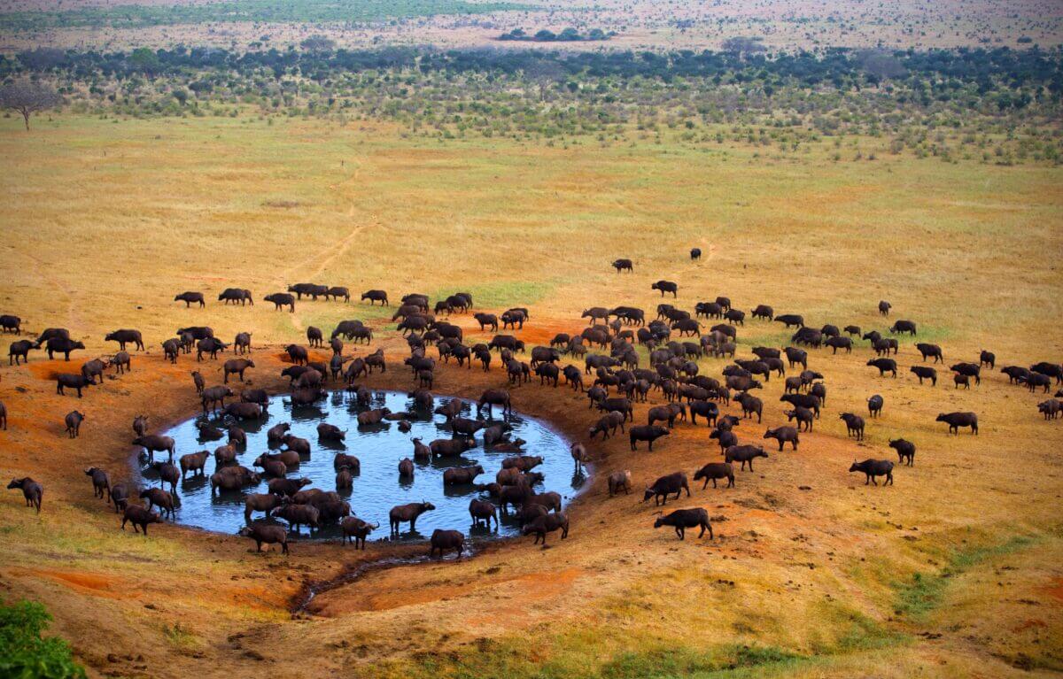Tsavo