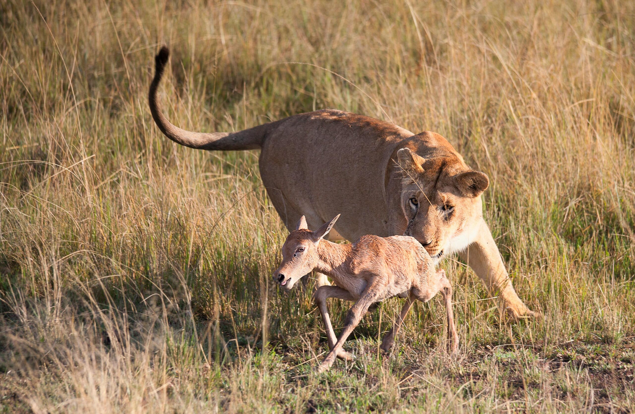 Wild Predator Chase | Masai Mara Safari Adventure for 3 Days of Big Five Encounters.