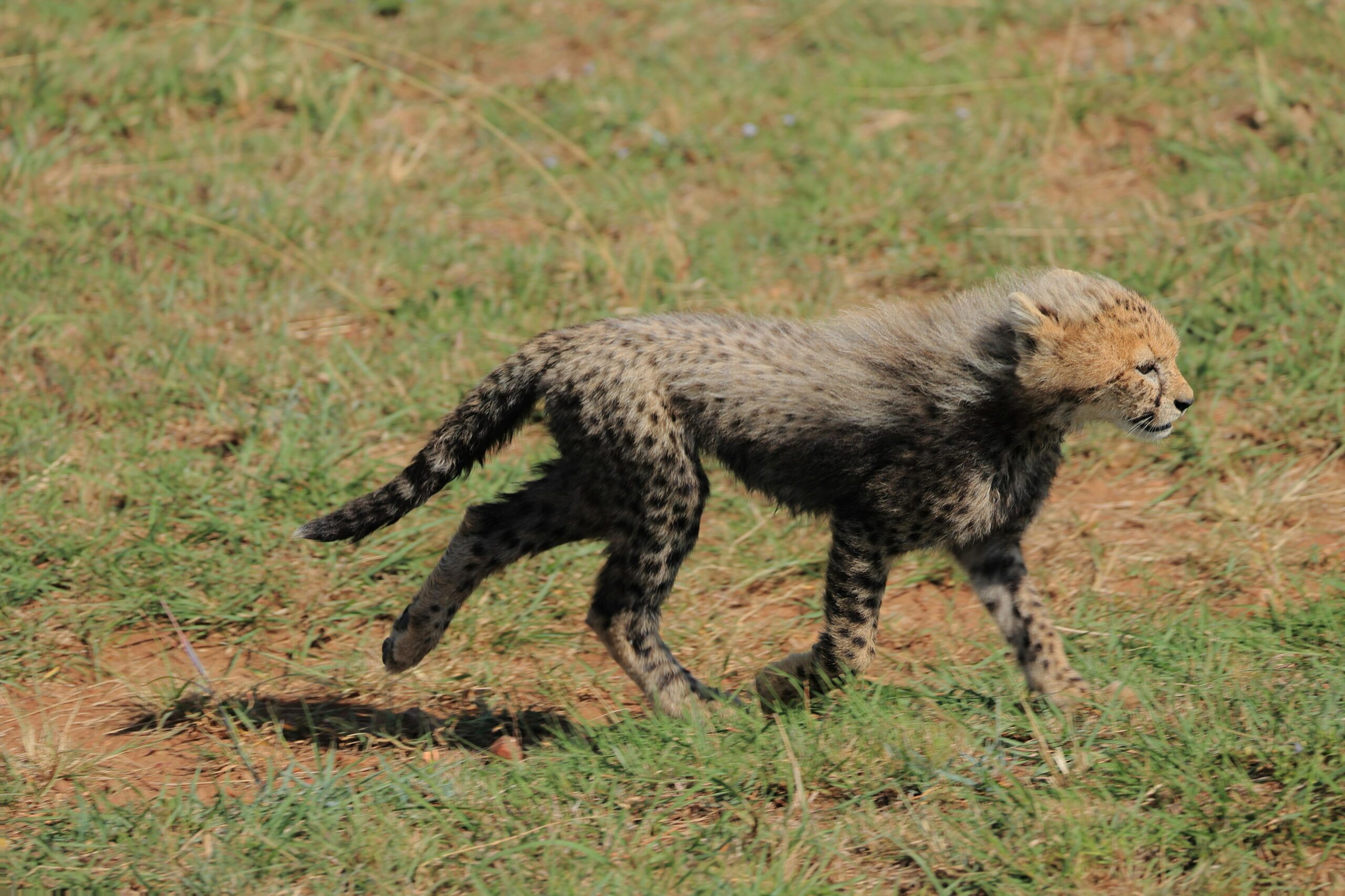 pexels-wladimir-kuhne-670646709-19069227