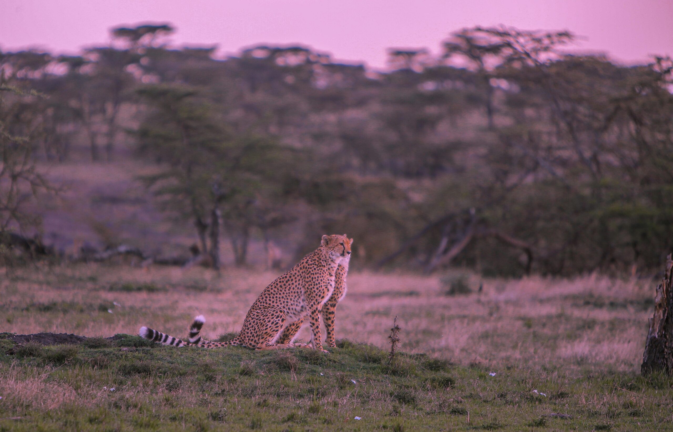 Wild Predator Chase | Masai Mara Safari Adventure for 3 Days of Big Five Encounters.