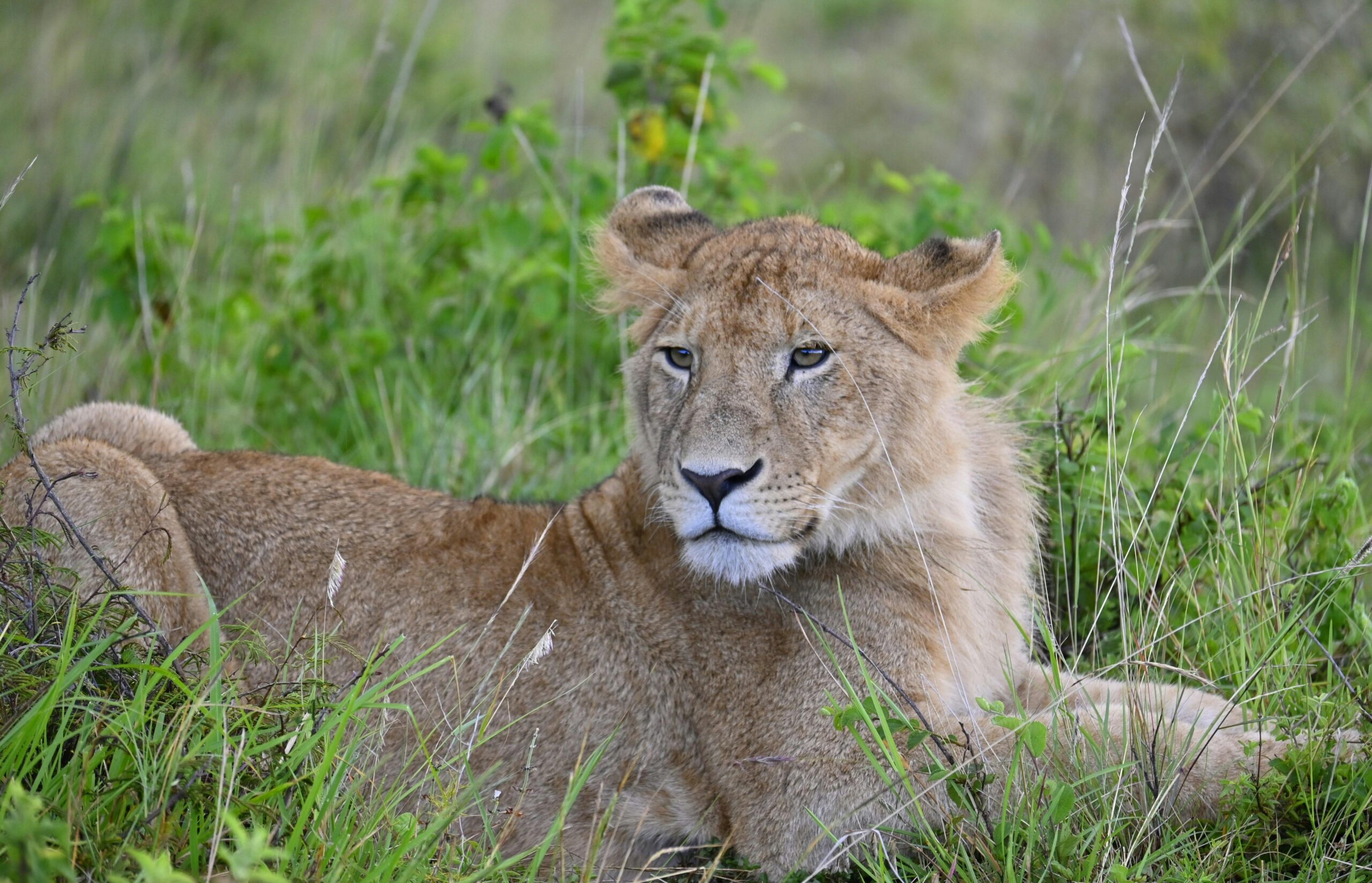 Wild Predator Chase | Masai Mara Safari Adventure for 3 Days of Big Five Encounters.