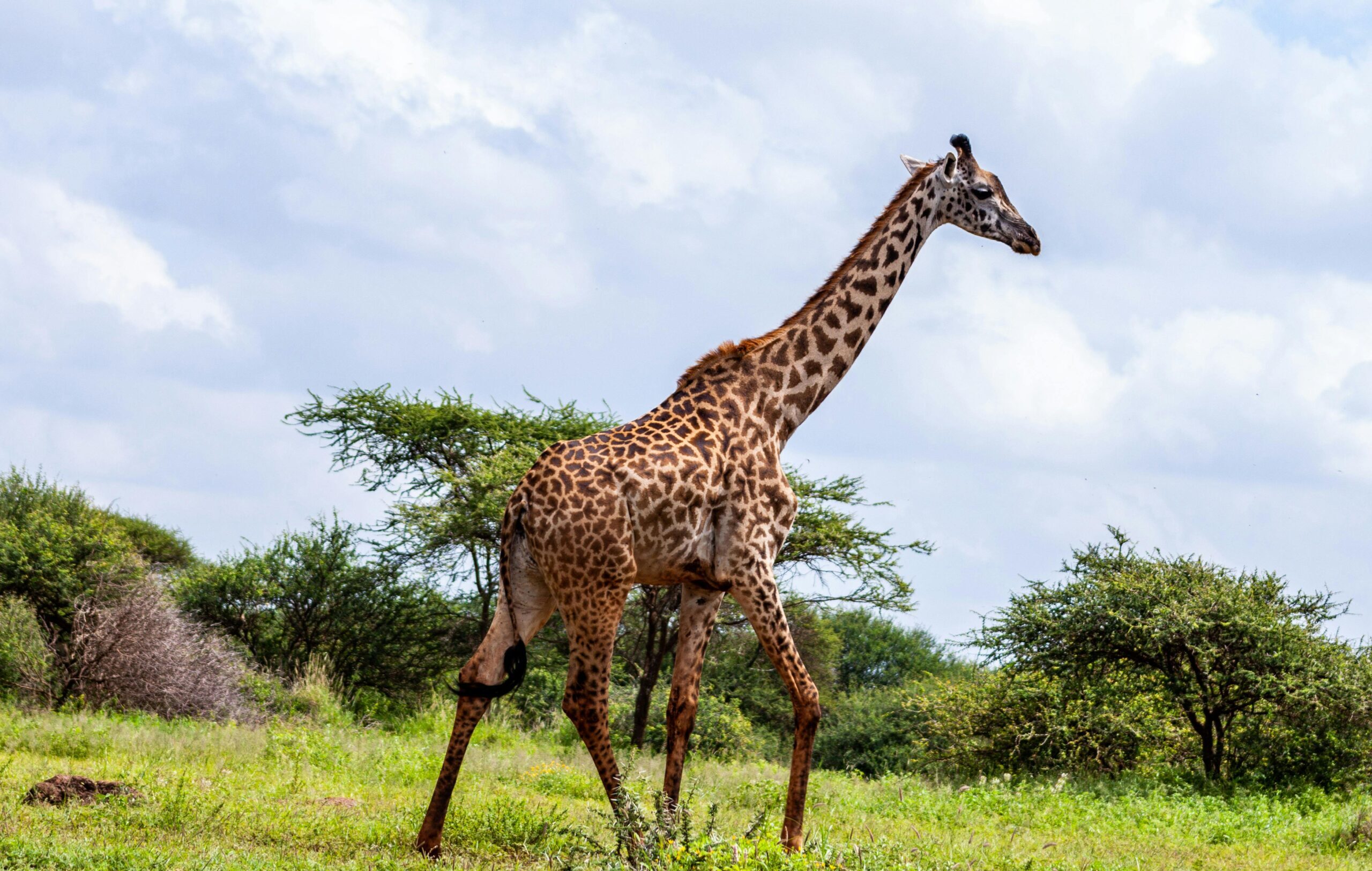 Majestic Plains of Kilimanjaro | 3 Days of Unparalleled vistas of Kilimanjaro and Amboseli’s Golden Plains.