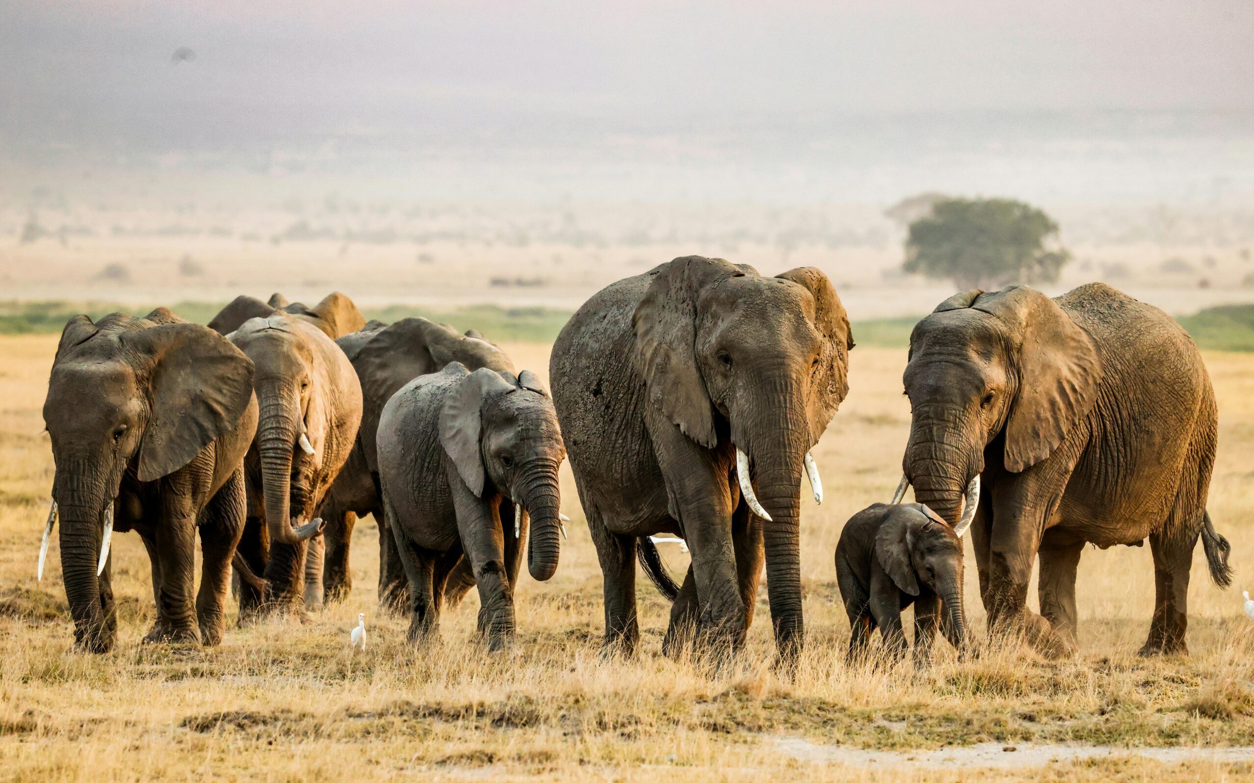 Majestic Plains of Kilimanjaro | 3 Days of Unparalleled vistas of Kilimanjaro and Amboseli’s Golden Plains.