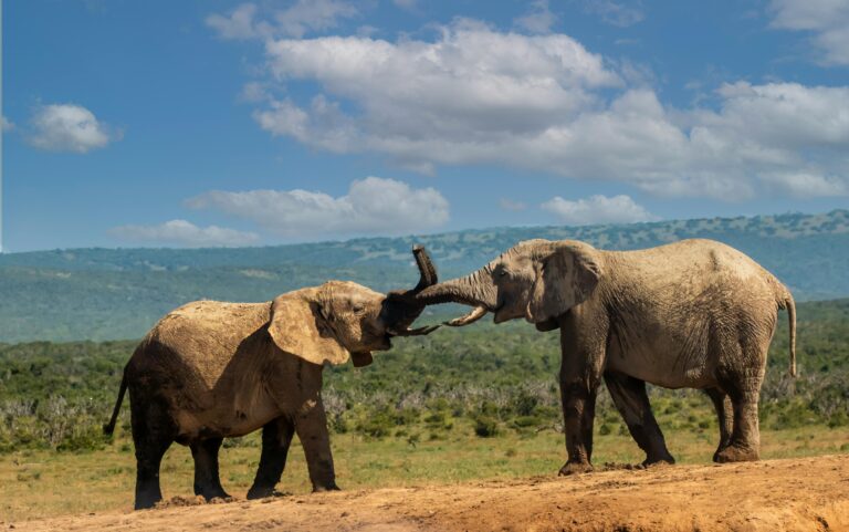 Majestic Plains of Kilimanjaro | 3 Days of Unparalleled vistas of Kilimanjaro and Amboseli’s Golden Plains.