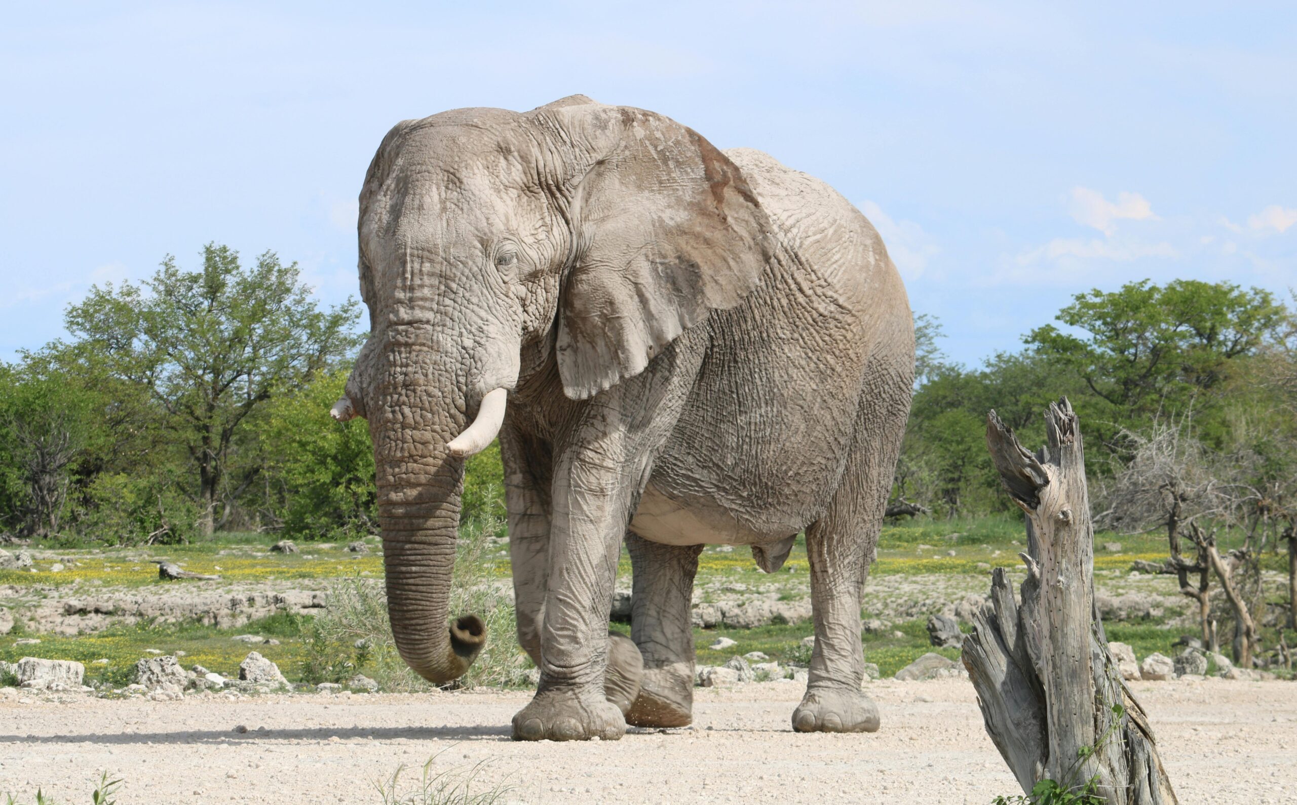 Majestic Plains of Kilimanjaro | 3 Days of Unparalleled vistas of Kilimanjaro and Amboseli’s Golden Plains.