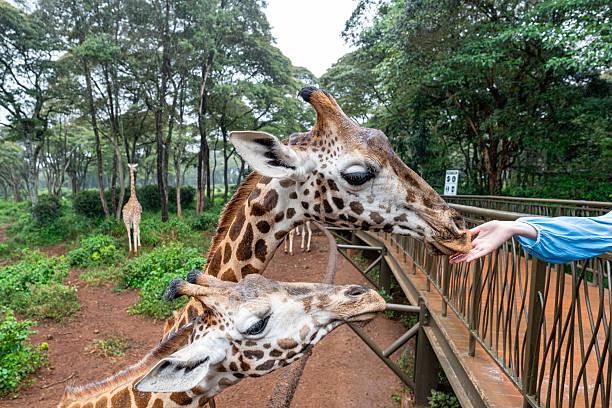 A giraffe being hand fed by tourists at the Nairobi Giraffe Centre in Kenya.