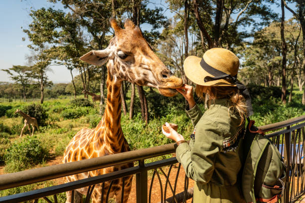 Close up head shot of a kordofan giraffe (giraffa camelopardalis antiquorum) being female hand fed by a woman tourist