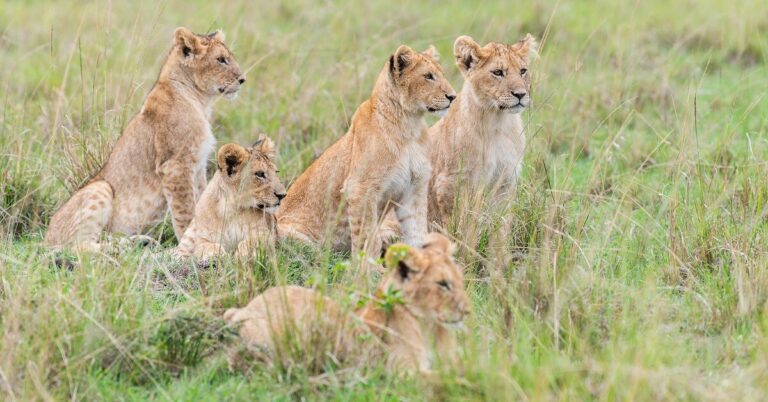 Wings Over the Wild | 6 Nights of Luxury Fly-In Safari Across Kenya.
