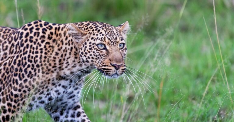 The Great African Adventure |10 Days Across Kenya & Tanzania