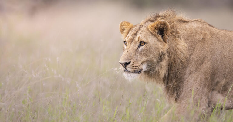 The Scarlet Plains Collection | 9 Nights of epic Wildlife across Kenya’s legendary plains.