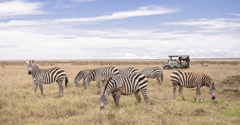 Crown of the Great Plains | 5 Nights on the Ultimate Big-cat Expedition from Mara to Serengeti.