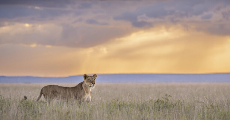 The Hidden Heart of Kenya: Journey From The North To Mara Wilderness.