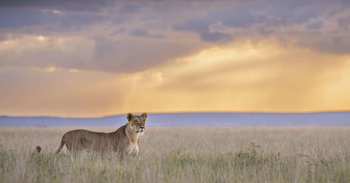 The Hidden Heart of Kenya: Journey From The North To Mara Wilderness.