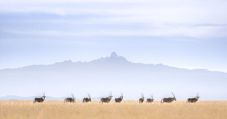 Wild Heart Expedition | 7 days of Elephant Kingdom, Flamingo Lakes and Big 5 Spotting.