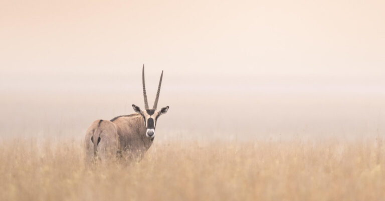 Signature Sundowners & Maasai Traditions | 5 Nights From Amboseli Giants to Mara Plains.