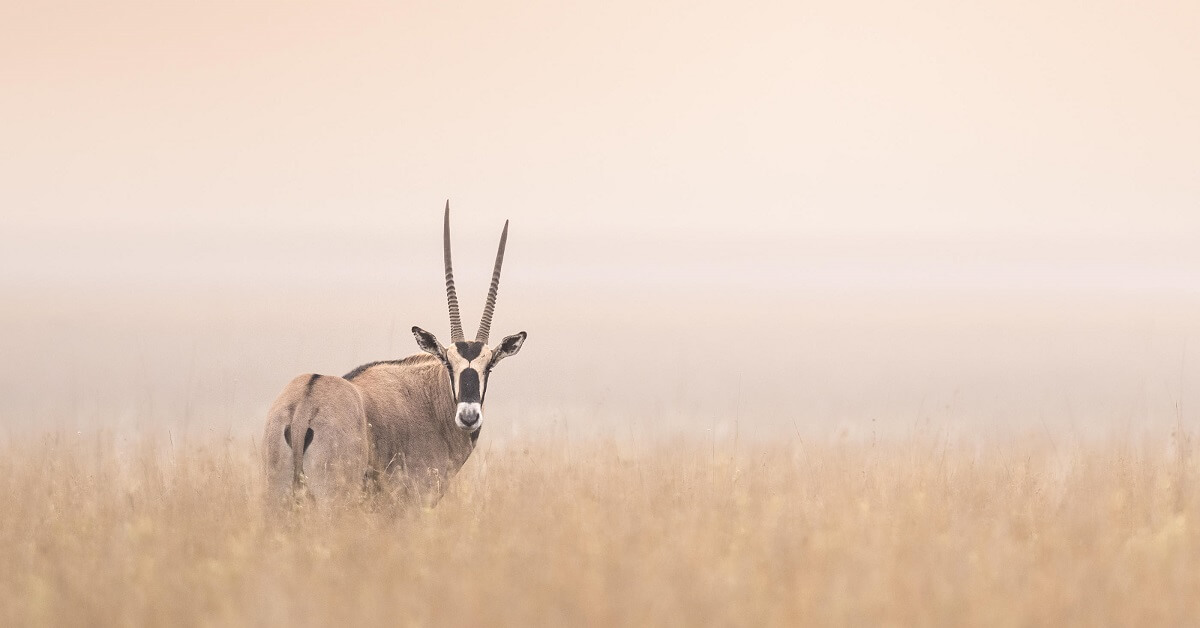 Signature Sundowners & Maasai Traditions | 5 Nights From Amboseli Giants to Mara Plains.