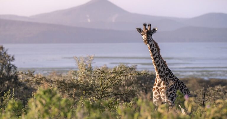 Tsavo & Amboseli Safari: Kenya’s Wilderness Wonders in 5 Days