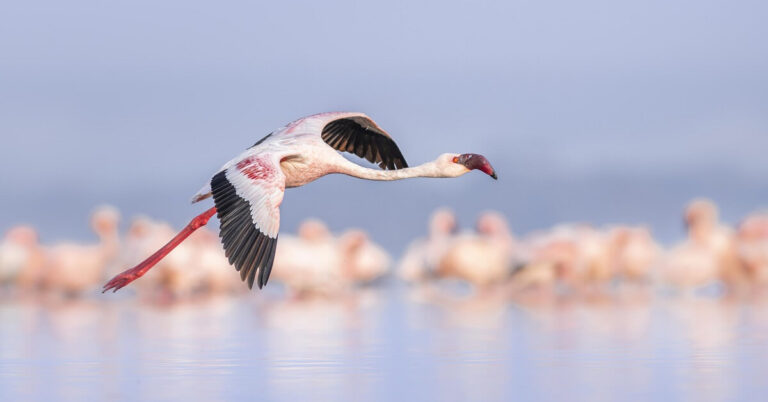 The Rift Valley Explorer | 5 Days Discovering Kenya’s dramatic Rift Valley, Flamingo Lakes, and Big Five Habitats.