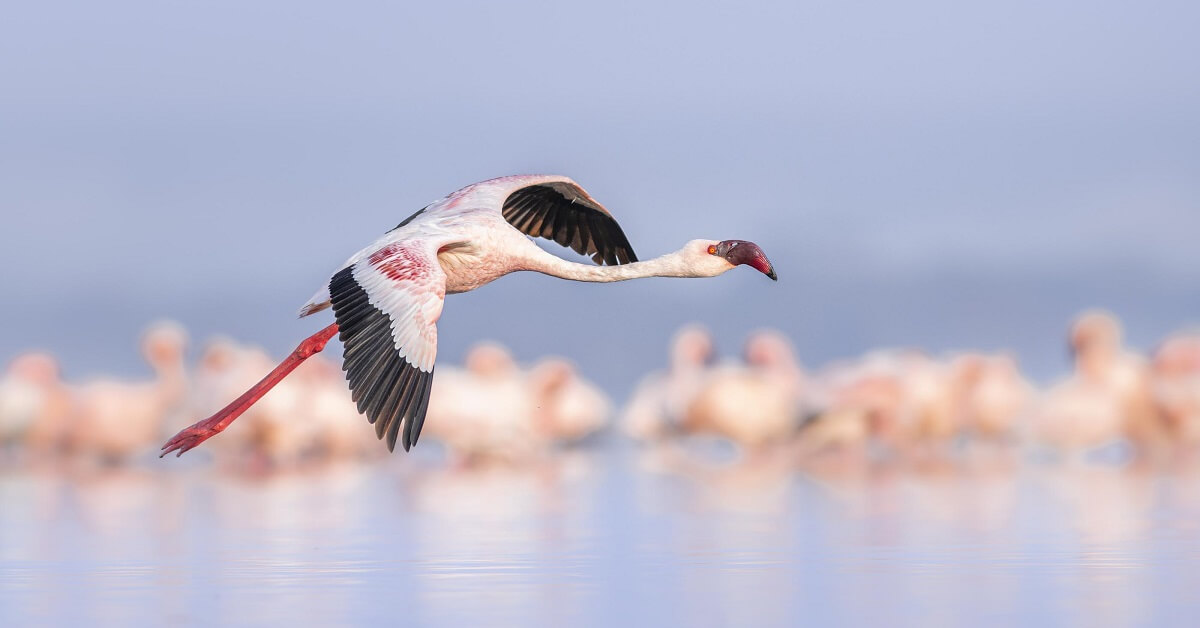 The Rift Valley Explorer | 5 Days Discovering Kenya’s dramatic Rift Valley, Flamingo Lakes, and Big Five Habitats.