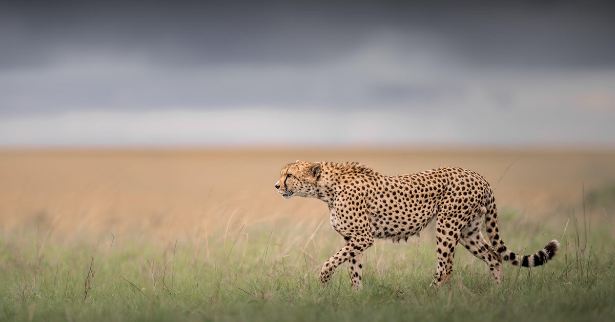 Elephant Encounters Expedition | 4 nights tracking Giant herds across Tsavo and Amboseli.