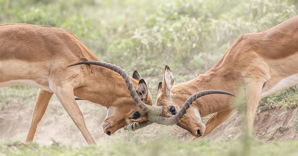 Majestic Plains of Kilimanjaro | 3 Days of Unparalleled vistas of Kilimanjaro and Amboseli’s Golden Plains.