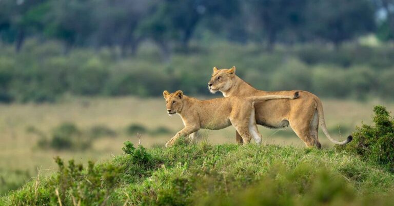 Wild Predator Chase | Masai Mara Safari Adventure for 3 Days of Big Five Encounters.