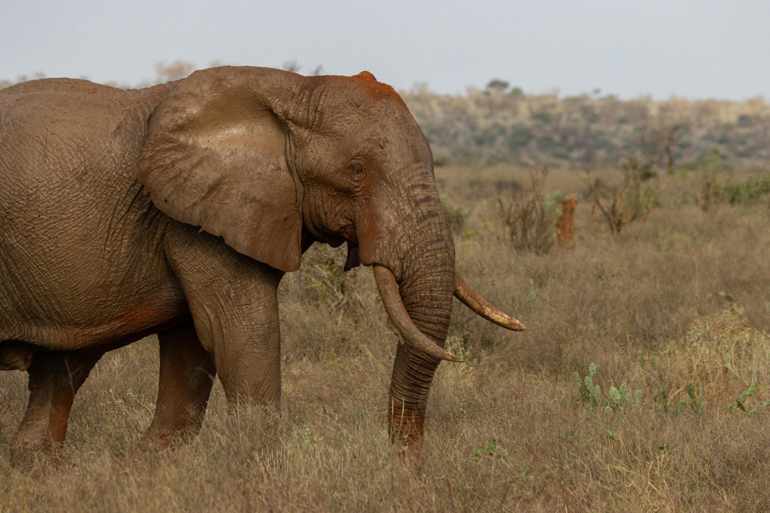 Elephant Encounters Expedition | 3 nights tracking Giant herds across Tsavo and Amboseli.
