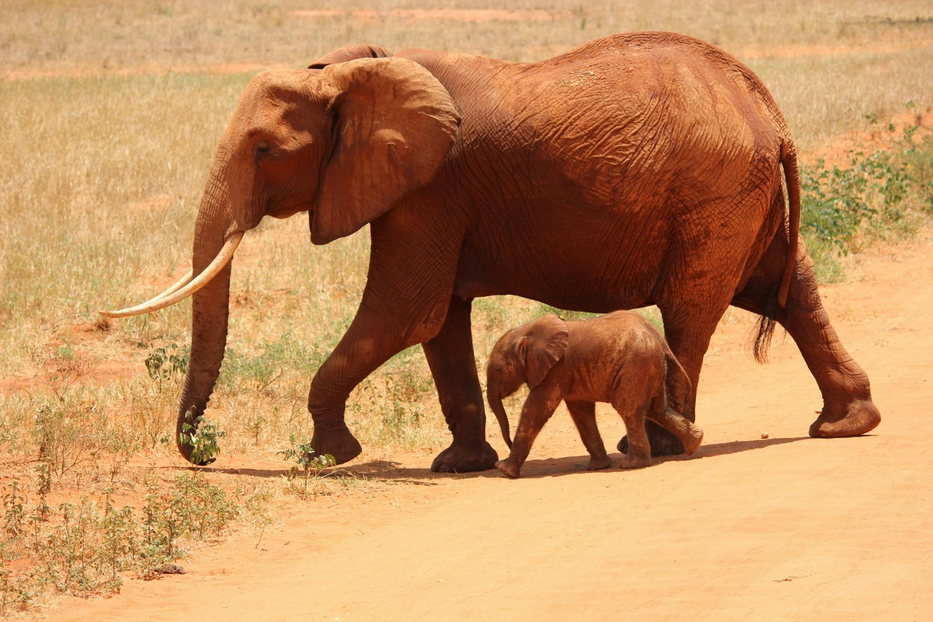 Elephant Encounters Expedition | 3 nights tracking Giant herds across Tsavo and Amboseli.