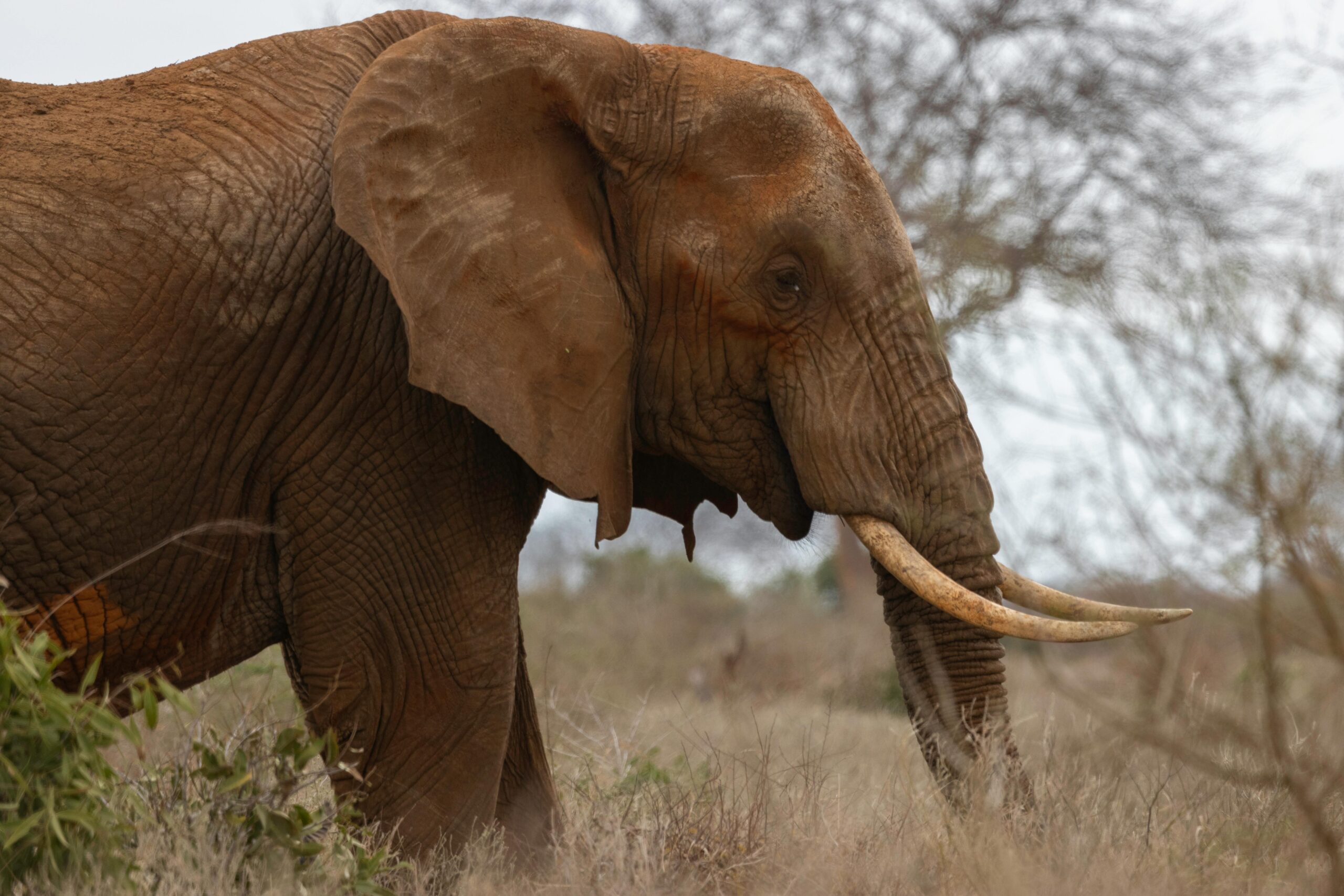 Elephant Encounters Expedition | 3 nights tracking Giant herds across Tsavo and Amboseli.