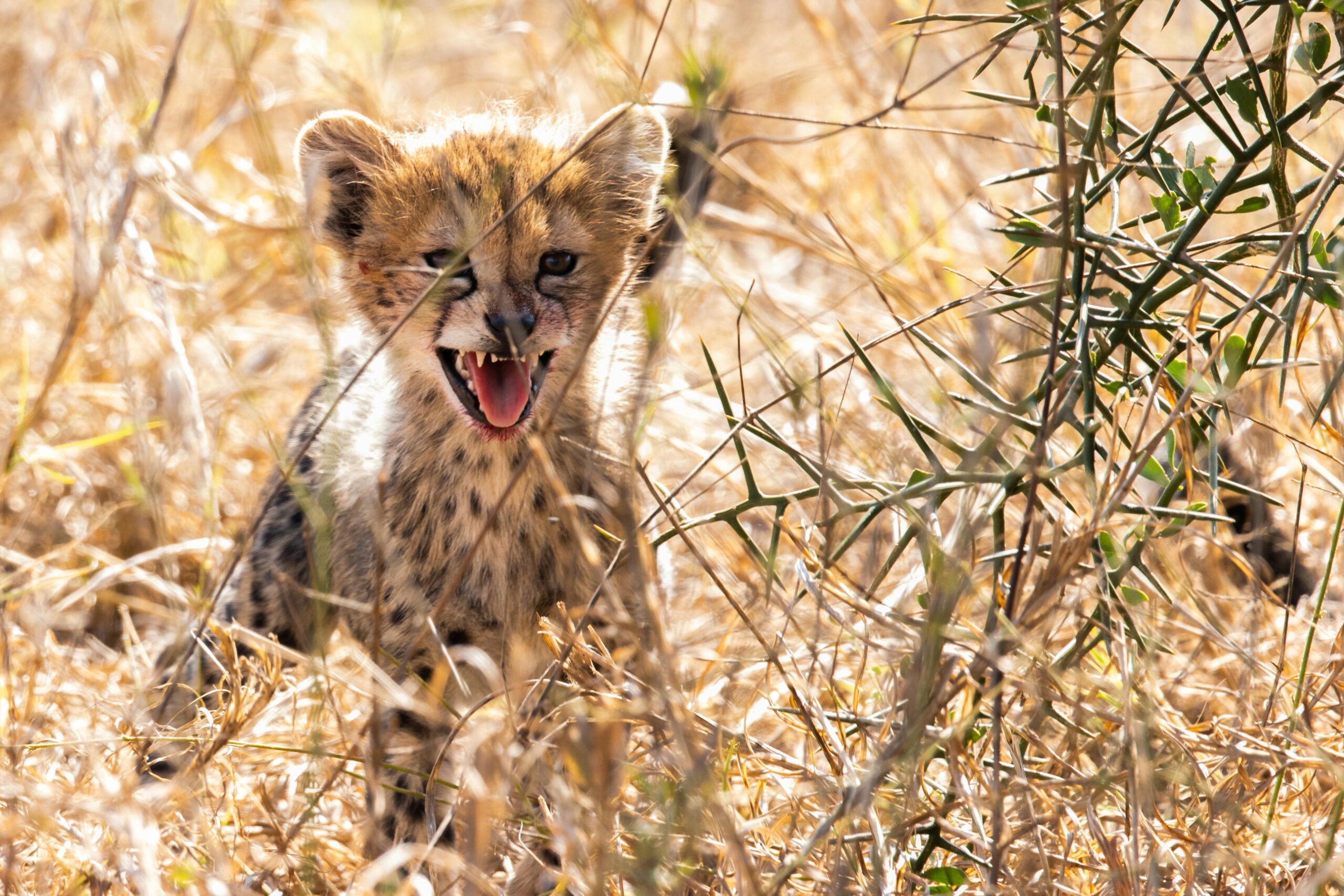 Elephant Encounters Expedition | 3 nights tracking Giant herds across Tsavo and Amboseli.