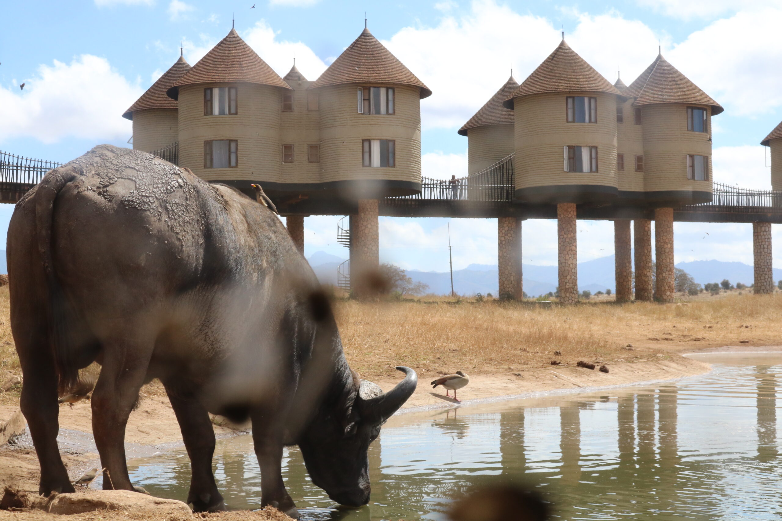 Salt Lick Safari Lodge (3)