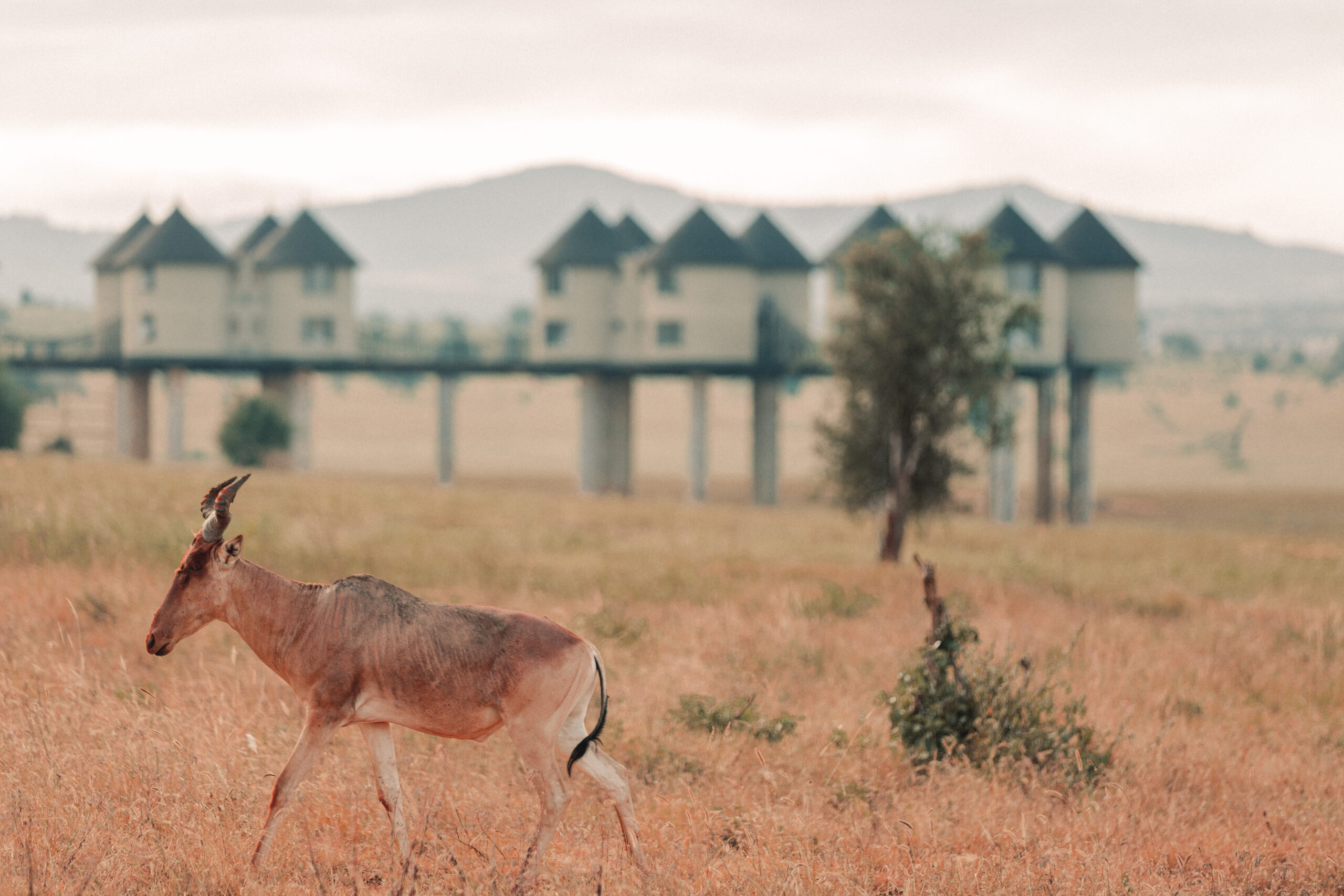 Salt Lick Safari Lodge (8)