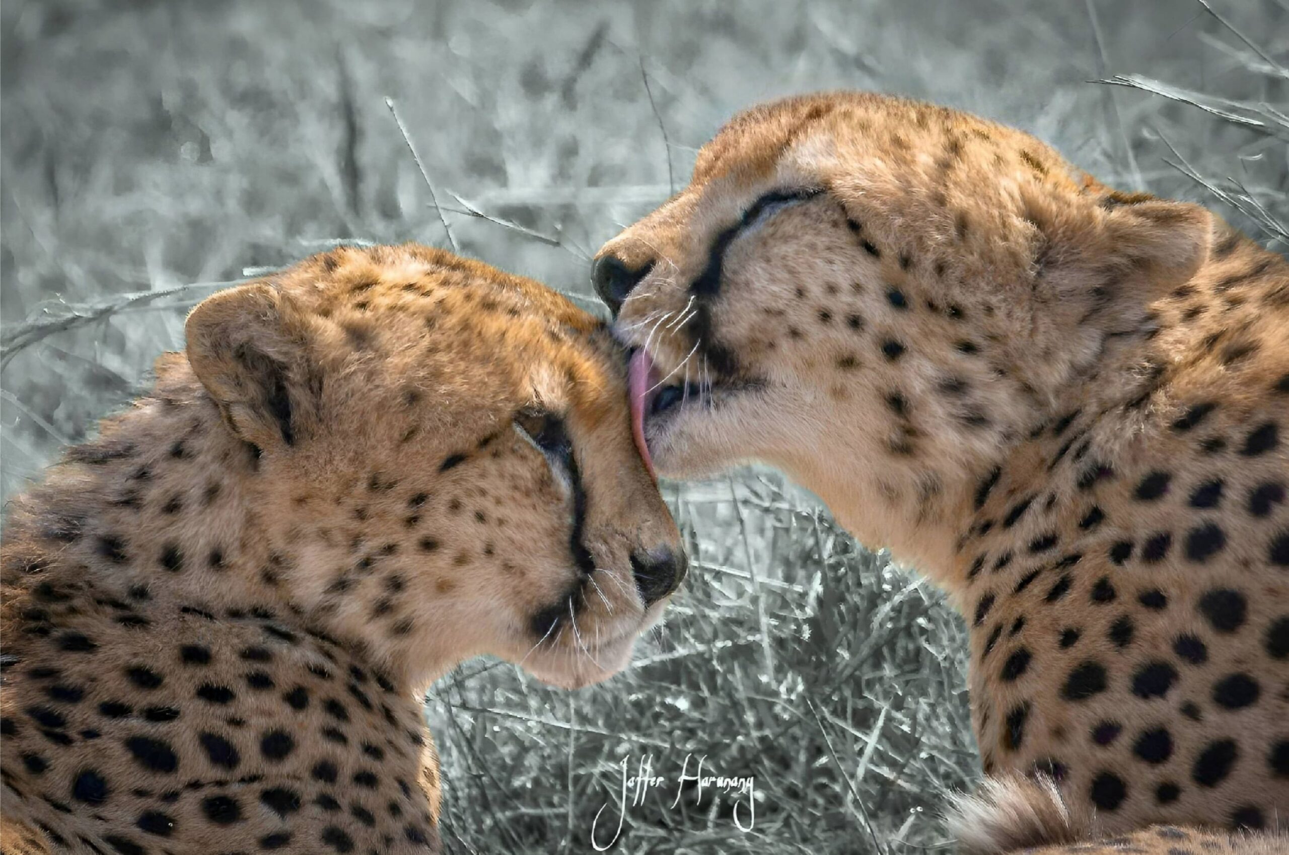 Wild Heart Expedition | 7 days of Elephant Kingdom, Flamingo Lakes and Big 5 Spotting.