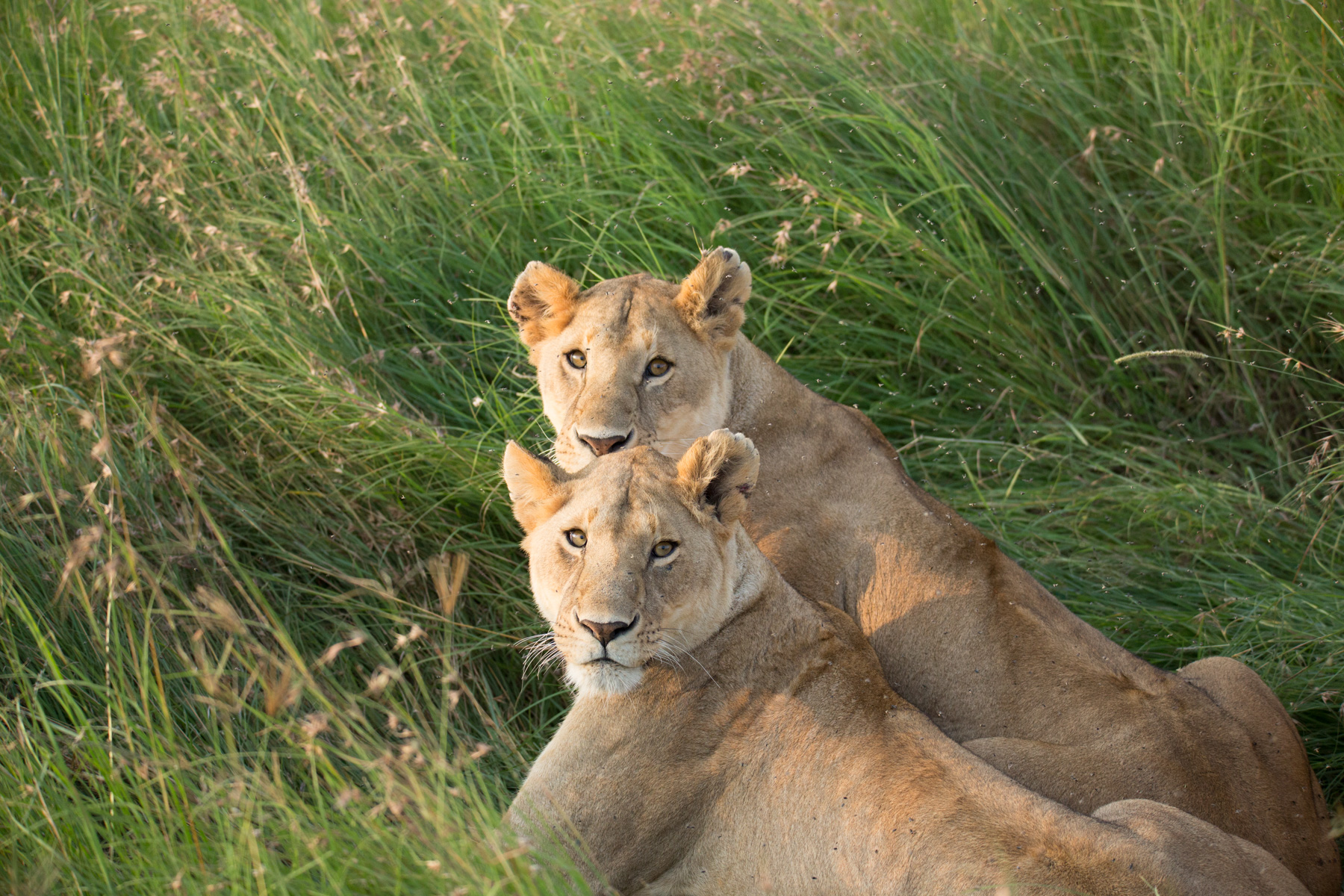 Crown of the Great Plains | 5 Nights on the Ultimate Big-cat Expedition from Mara to Serengeti.
