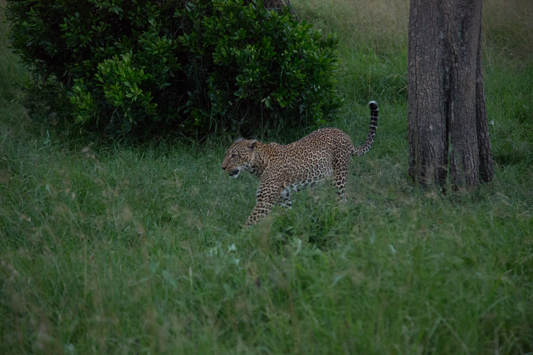 Crown of the Great Plains | 5 Nights on the Ultimate Big-cat Expedition from Mara to Serengeti.