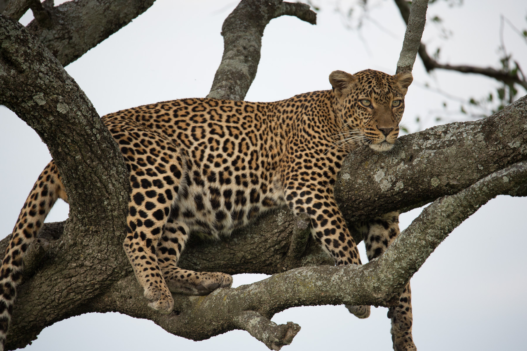 Crown of the Great Plains | 5 Nights on the Ultimate Big-cat Expedition from Mara to Serengeti.