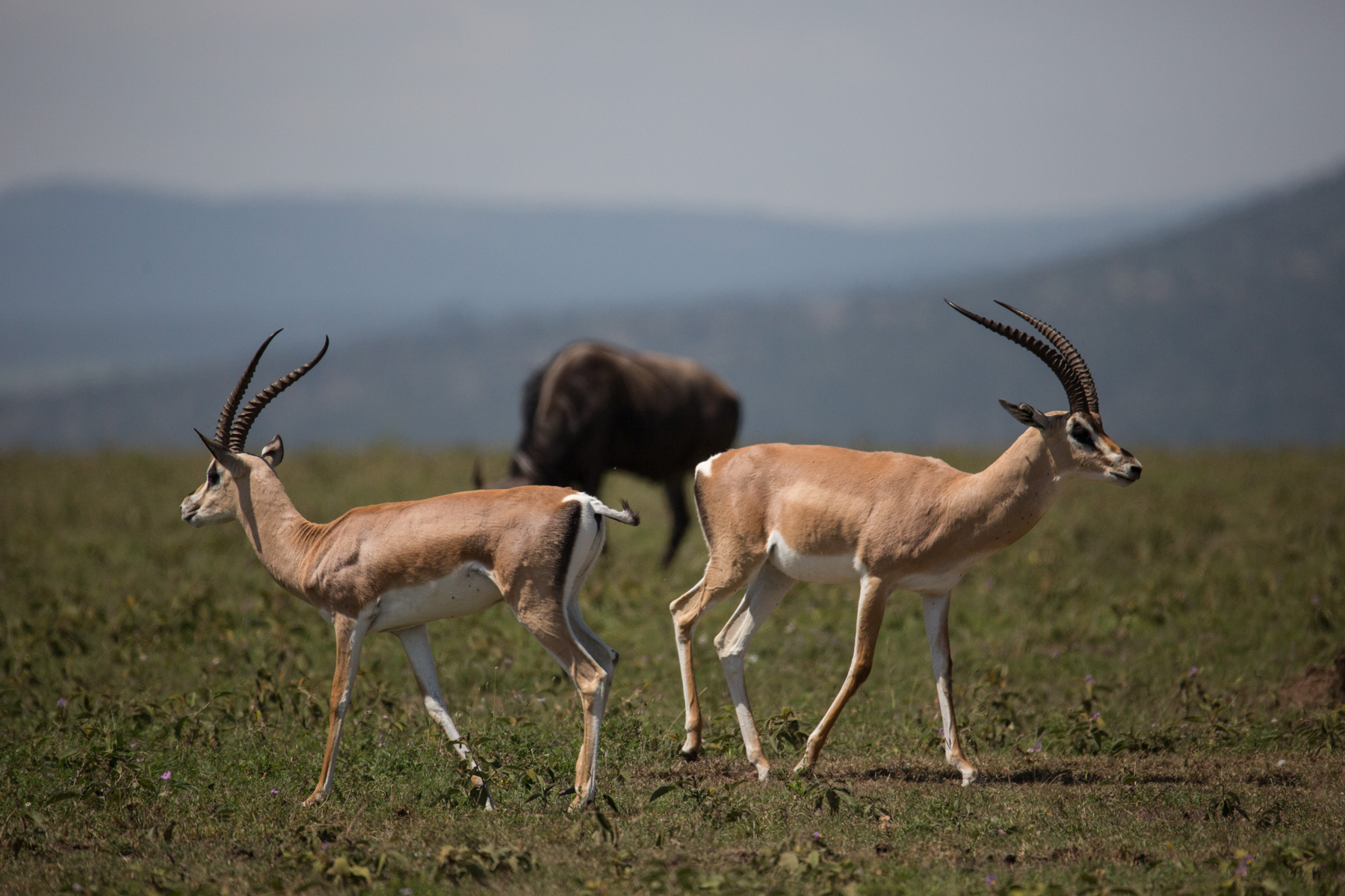 Crown of the Great Plains | 5 Nights on the Ultimate Big-cat Expedition from Mara to Serengeti.