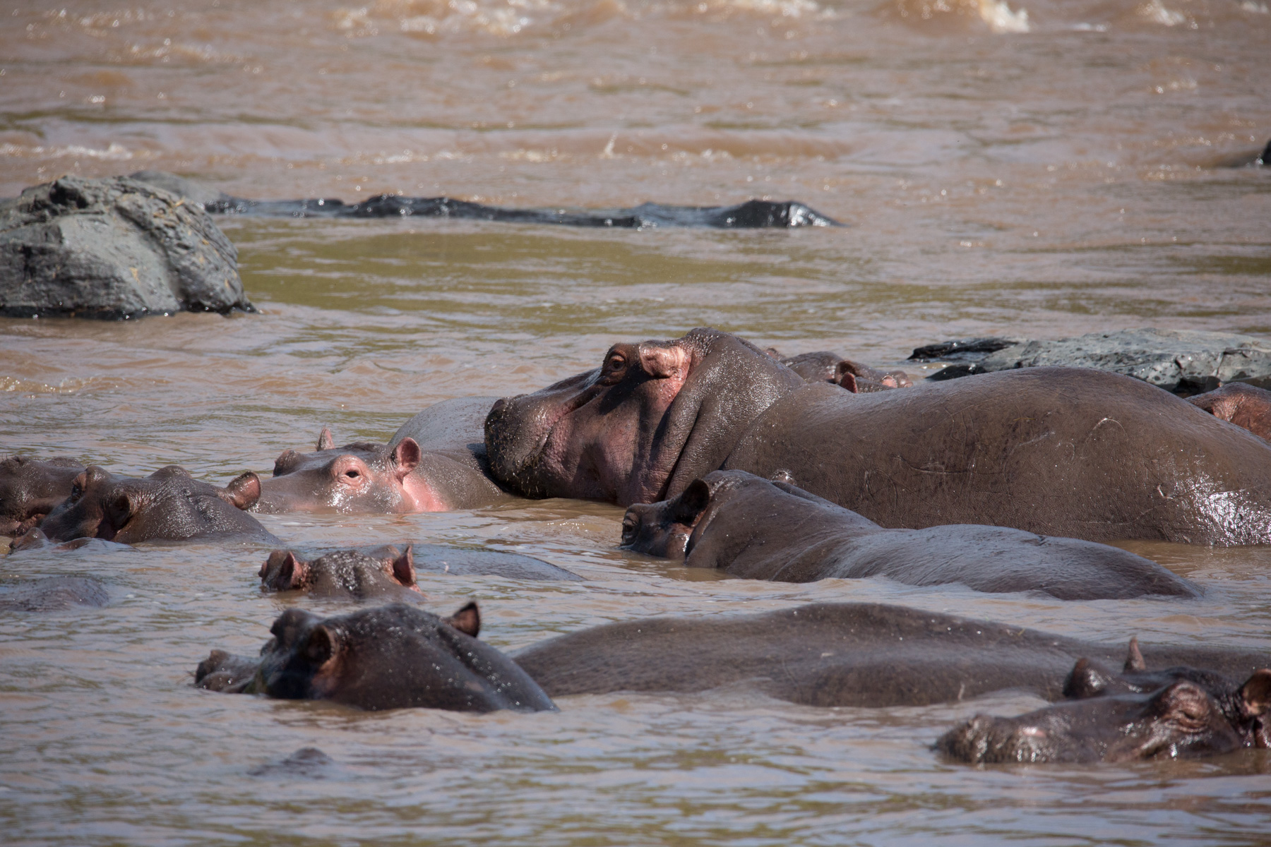 The Scarlet Plains Collection | 9 Nights of epic Wildlife across Kenya’s legendary plains.