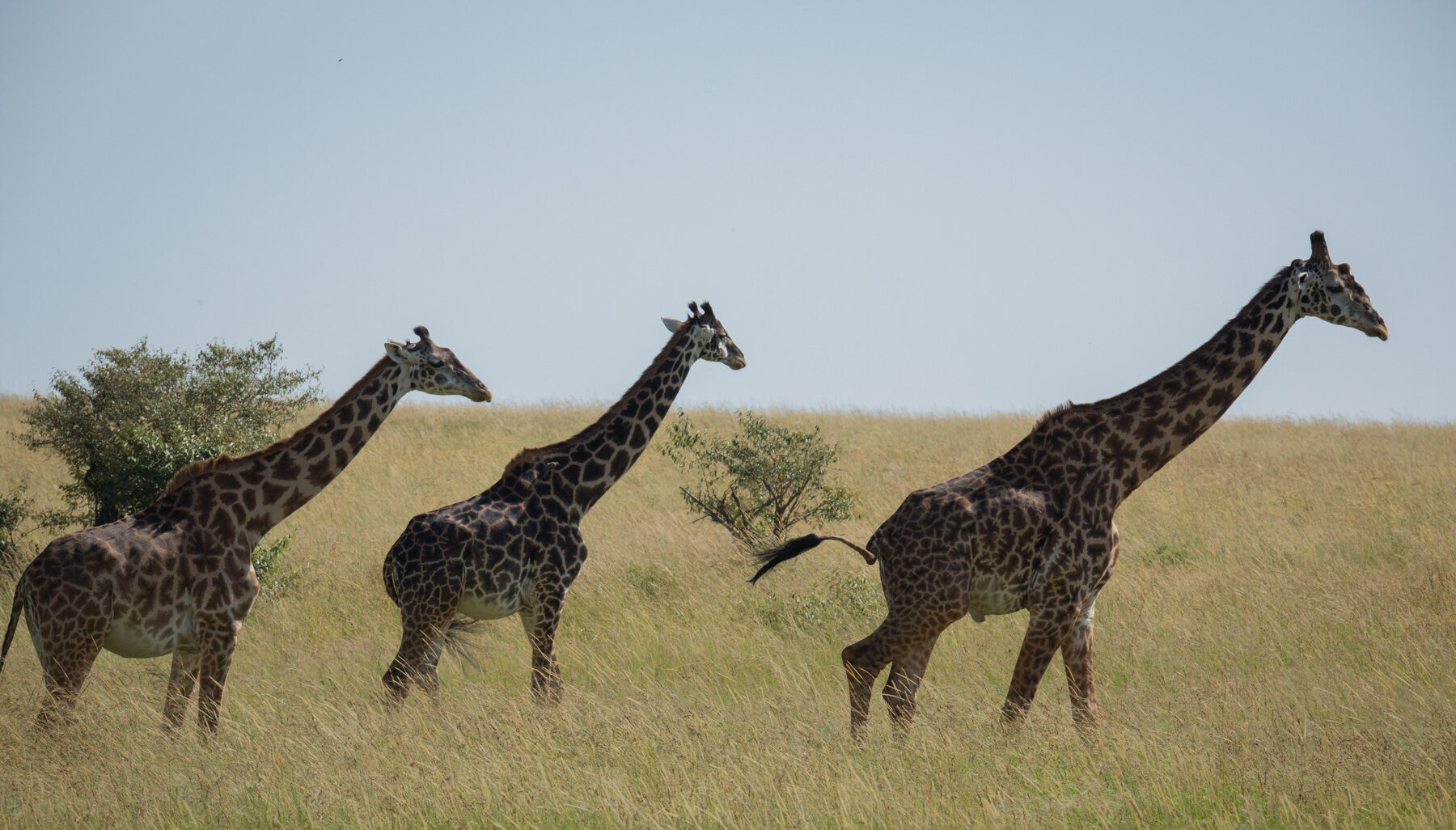 Serengeti & Crater Majesty |  3-Night Safari Escape to Serengeti & Ngorongoro Conservation Area.