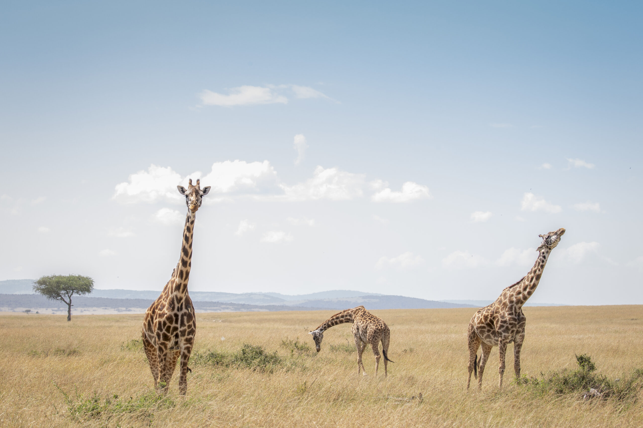 Wild Tracks to White Sands | 7-Nights of indulgence from Wild savannahs to Pristine Indian Ocean sands.