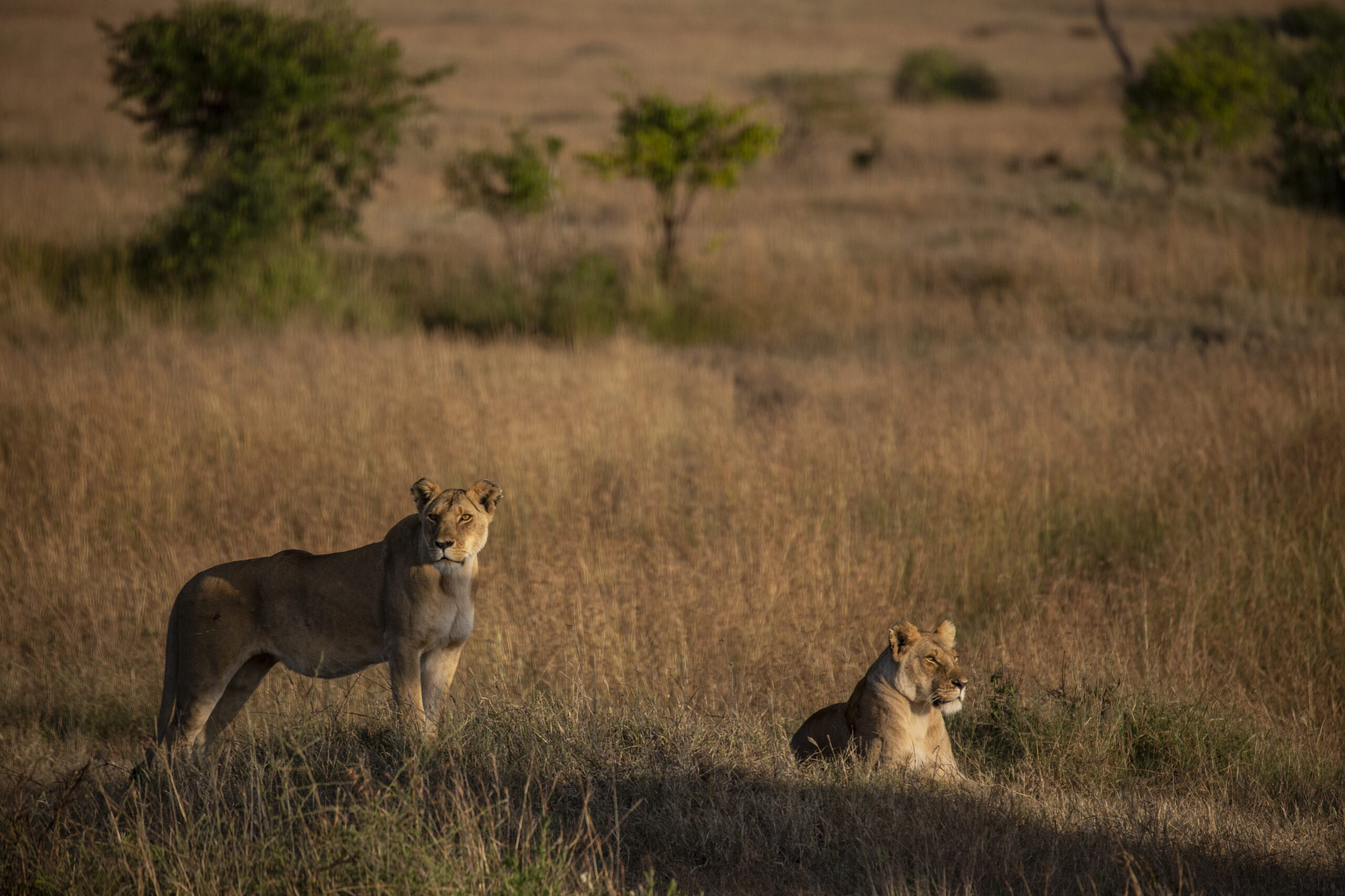 The Scarlet Plains Collection | 9 Nights of epic Wildlife across Kenya’s legendary plains.