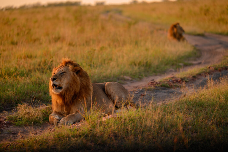 Predator’s Path: 6 Days tracking Big cats, Vast herds, and Africa’s rawest wild spaces.