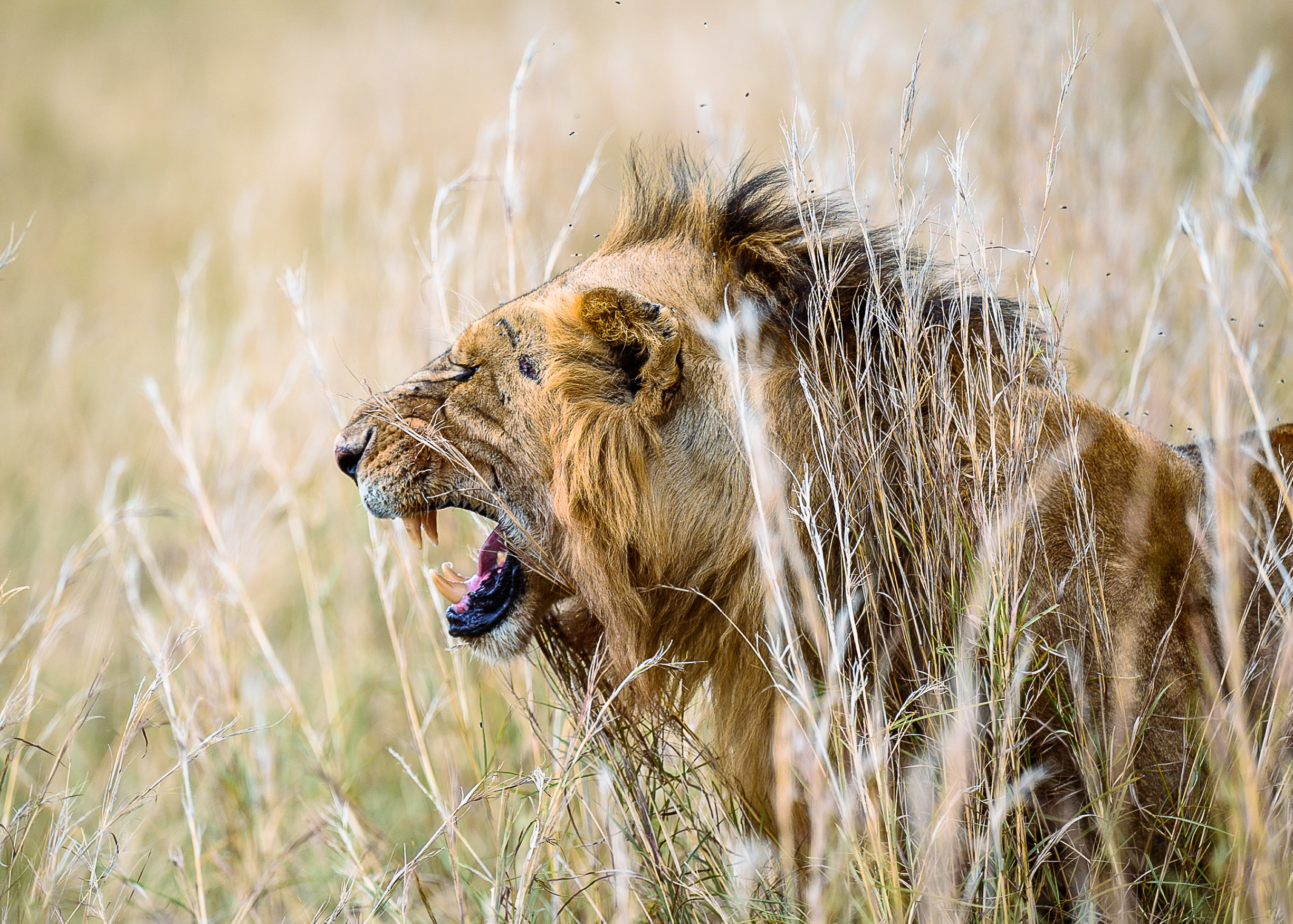 Crown of the Great Plains | 5 Nights on the Ultimate Big-cat Expedition from Mara to Serengeti.