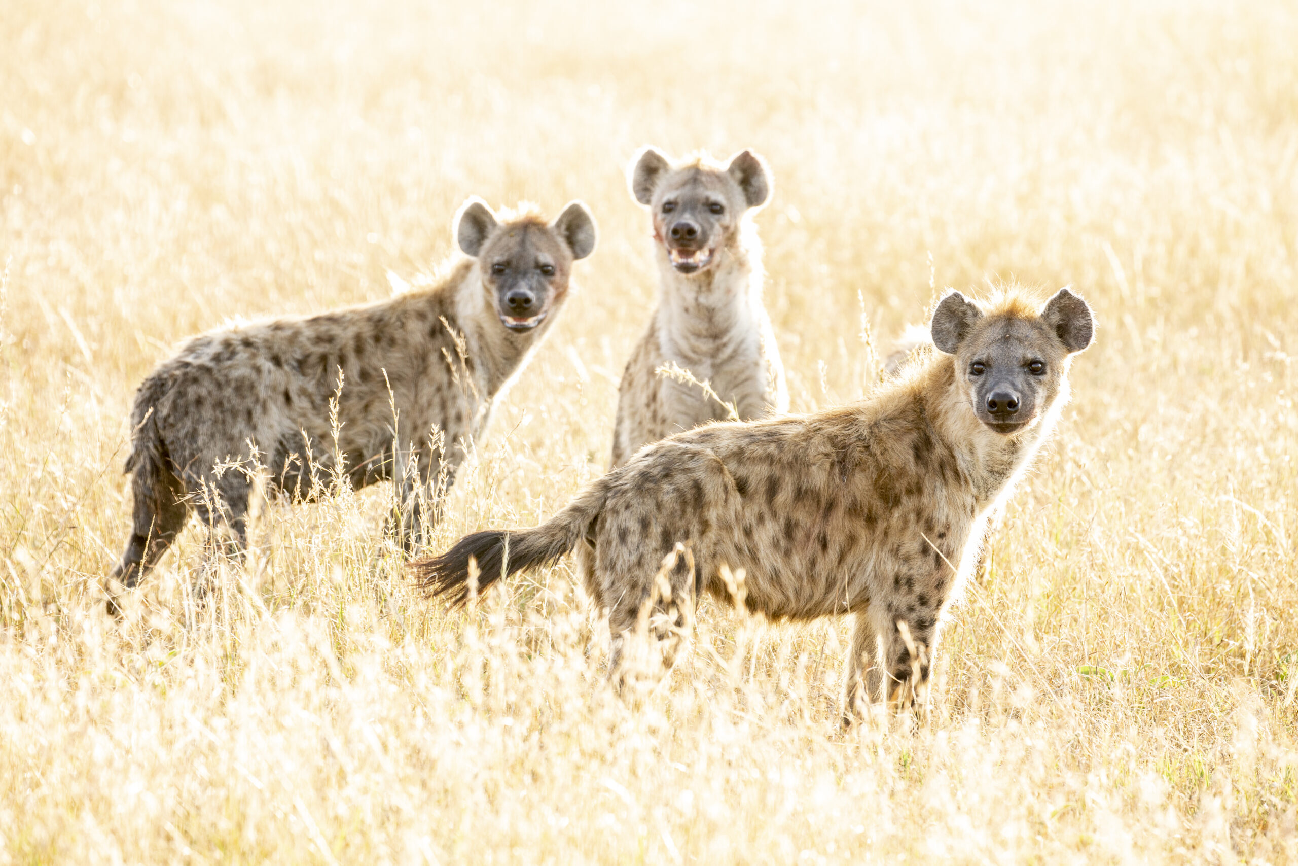 The Scarlet Plains Collection | 9 Nights of epic Wildlife across Kenya’s legendary plains.