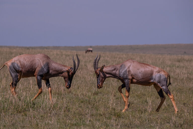 Majestic Horizons of Tanzania | From flamingo-filled lakes to the Endless Serengeti plains.