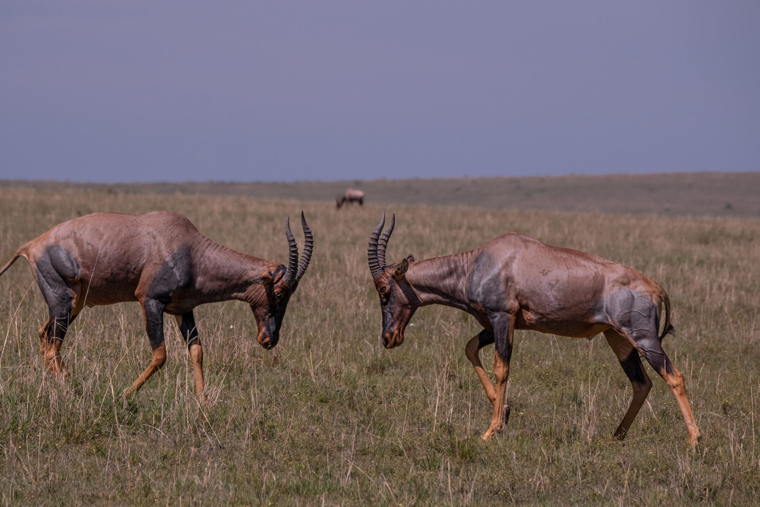 Wild Tracks to White Sands | 7-Nights of indulgence from Wild savannahs to Pristine Indian Ocean sands.