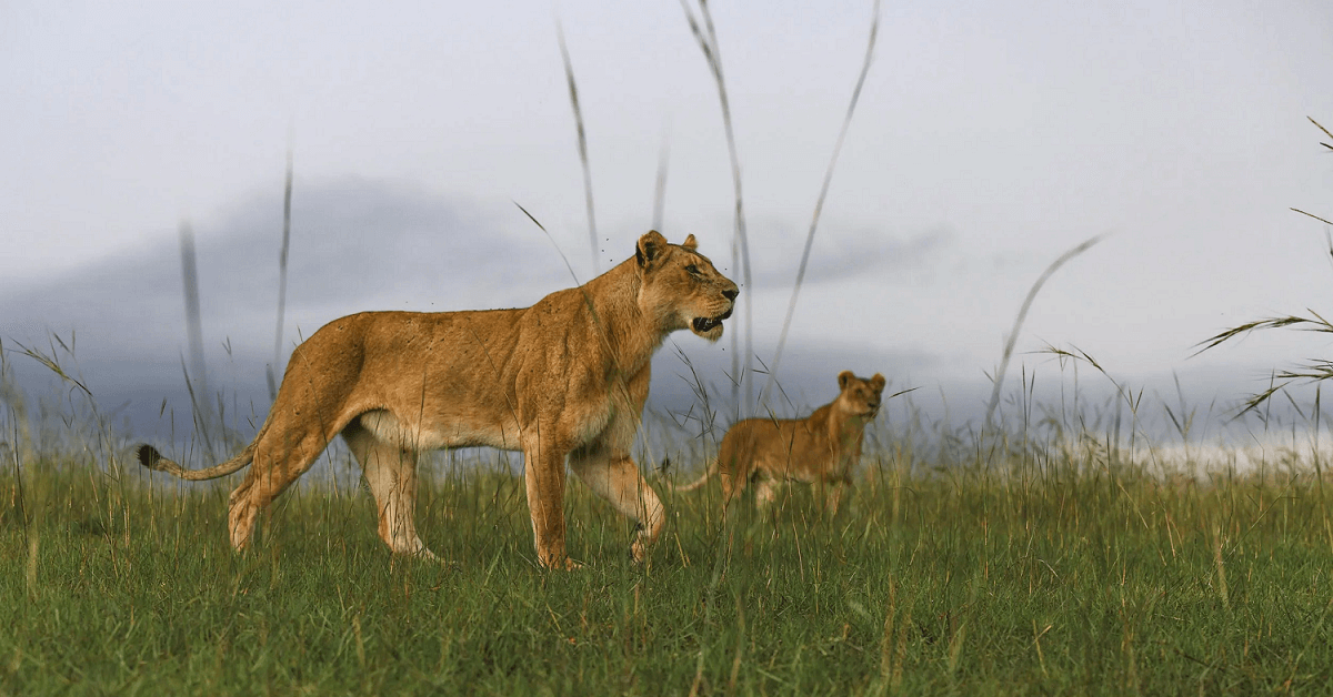 Crown of Kilimanjaro & the Great Plains | Luxury Safari Immersion Across Amboseli, Serengeti, and the Maasai Mara.
